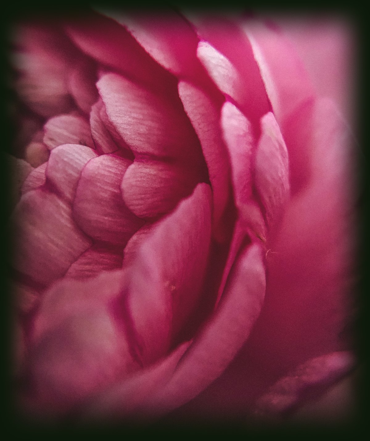 A soft pink peony flower