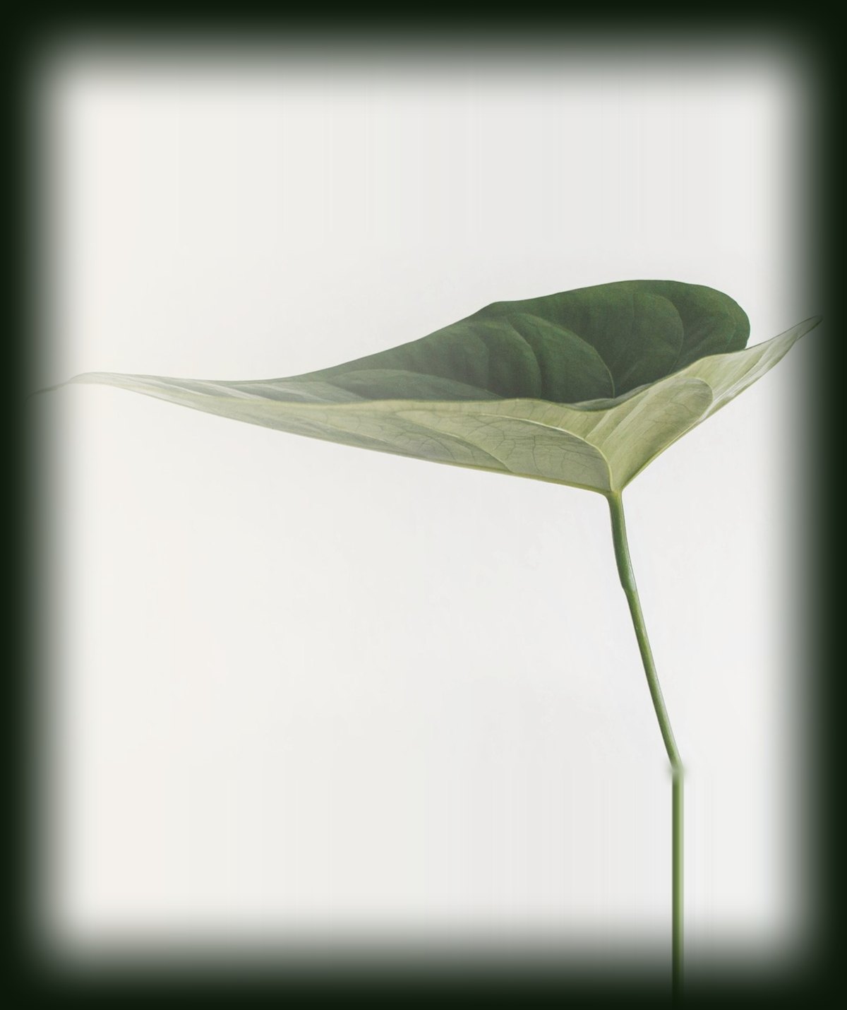 A green leaf on a light background